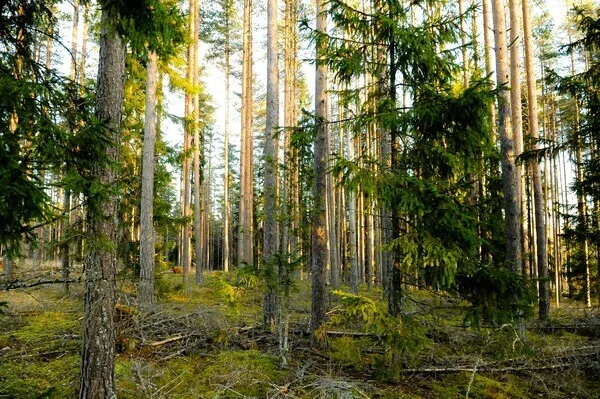 Omakotitalotontti, 1674 m², Karkkila, Karkkila