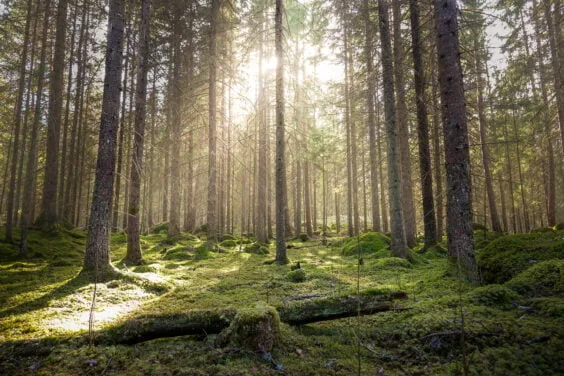 Natural mossy green forest of spruce trees. Golden sunlight before sunset with sun rays pouring through the trees, create mystic, cozy Atmosphere.